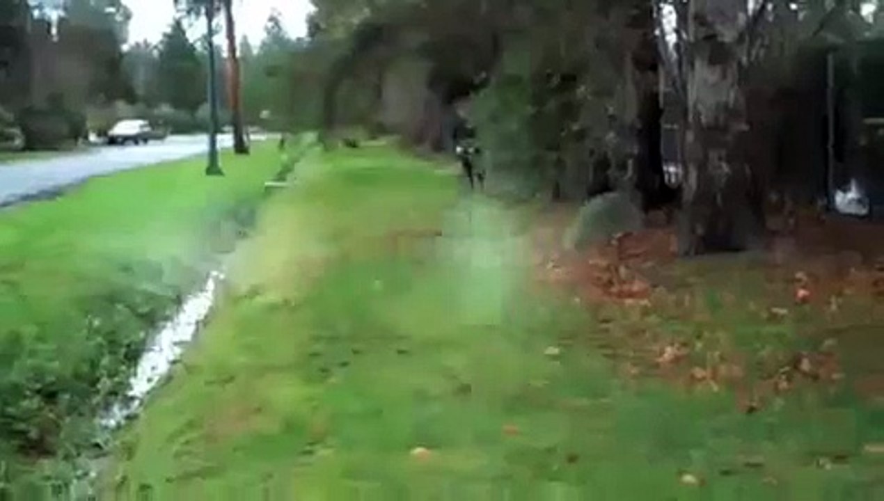 Strange Creature Spotted