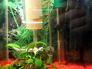 Acuario de cría y engorde con artemillero