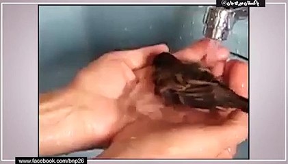 intresting sparow