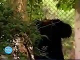 Just for Laugh, brazilian hidden camera in zoo! funny Gorilla  prank