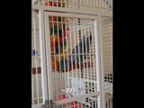 Kevin the african grey parrot chatting and talking away again! with subtitles