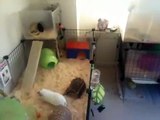 How my guinea pigs handle loud noises!