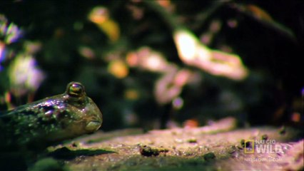 World's Weirdest - Fish Battle on Land