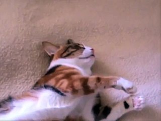 Dreaming Cats 01