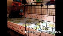 Cleaning Aussie's Cage!