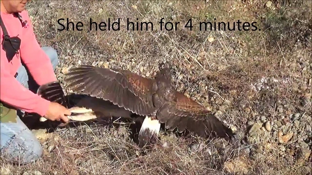 Harris Hawk Hunting Jack Rabbits