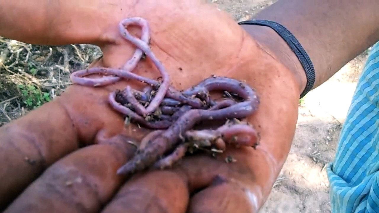 World's Largest Earth Worm found in our Farm at Sirumalai, Dindigul, Tamilnadu, India
