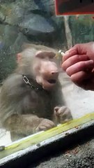 Teasing the Monkey Very Funny
