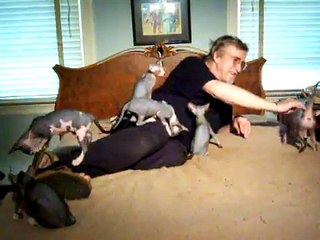 Sphynx Kittens