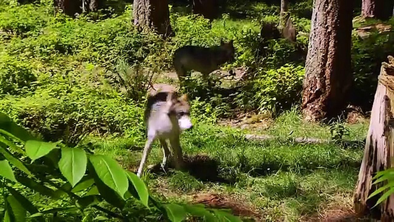 Très remarquables et ingénieux ponts construits pour sauver la vie des animaux