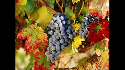 φρούτα φρουτ-fruit fruit-παιδικό τραγούδι