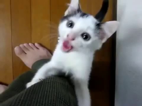 Ce chat semble avoir très faim