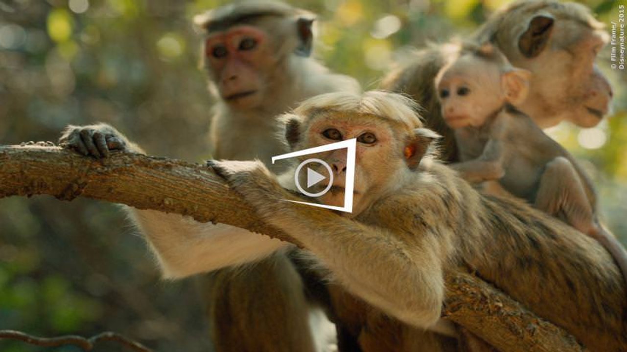 Im Reich Der Affen Trailer (deutsch)