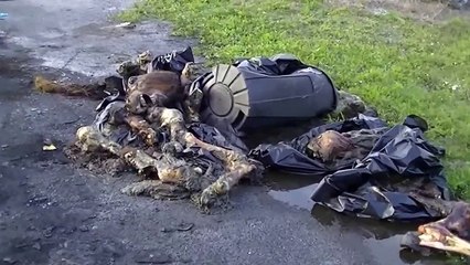 Miami Horse Slaughter and Dog Rescue....ARM Investigations