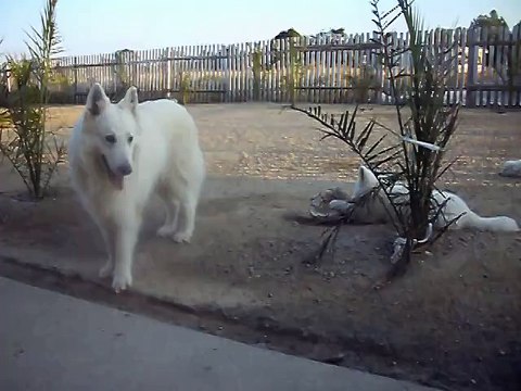 BERGER BLANC SUISSE CHAWKI du DOMAINE de PEGASE & chiot