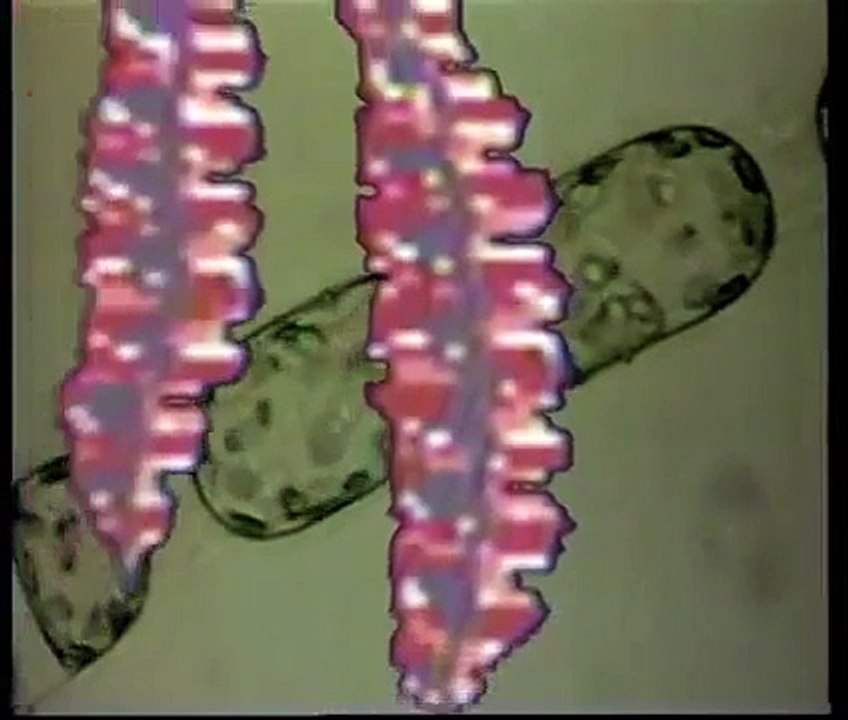 adn estructura y función.wmv