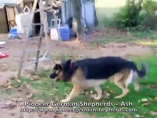 Giant Long Coat German Shepherd Ash - Pioneer Pioneer's Shepherds GSD