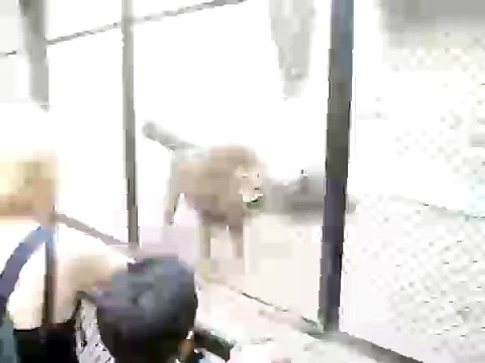Leão ou cachorro?