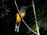 SURUCUÁ-DE-BARRIGA-AMARELA Trogon viridis