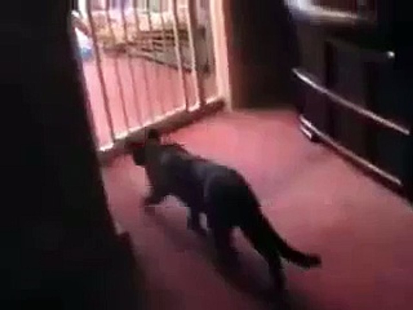 cat jumping over gate