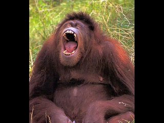 William Tell Overture