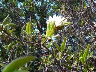 In the Gardens of Sandhills Community College