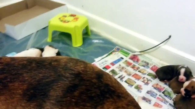 Boxer puppies whining