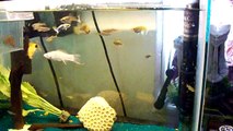danio guppy and molly 10 gallon fish tank