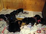 Rottweiler Puppies Attack Food Dish 3 1/2 weeks old