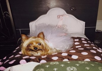 Britney Spears gastó en sus perros casi 22.000 euros