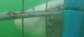 Vahşi köpek balığı dalgıçlara saldırdı
