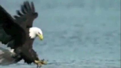 Slow Motion Eagle Flying