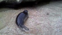 Cute baby seal -- harbor seal pup swims to shore at La Jolla beach, California