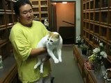 Buddhist Cat