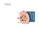 Niere, Anatomie, Physiologie Überblick