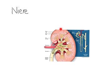 Nieren verstehen: Anatomie & Physiologie im Überblick 🩺