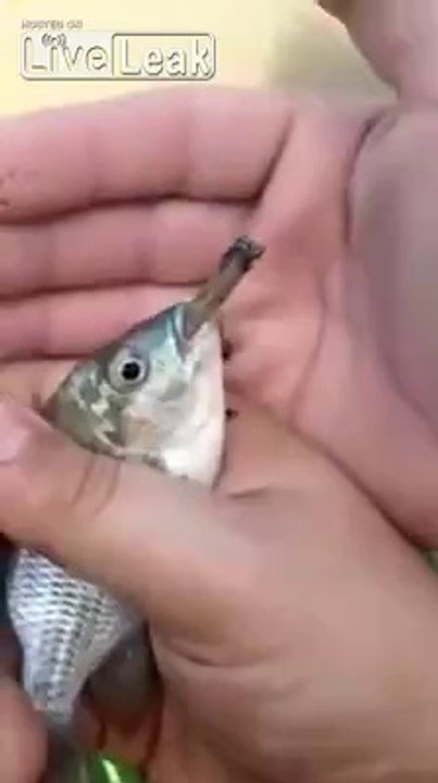 Weed Smoking Fish
