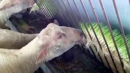 Taze yeşil ot sistemleri