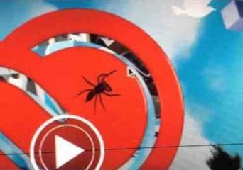 Angry Spider Attacks Desktop Cursor