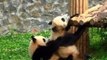 Naughty Panda Tries to Play With Its Lazy Friend