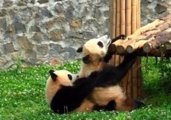 Naughty Panda Tries to Play With Its Lazy Friend