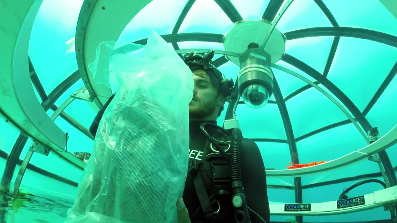 Nemos Garten: Basilikum aus dem Mittelmeer