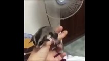Un écureuil volant apprend à voler devant un ventilateur !