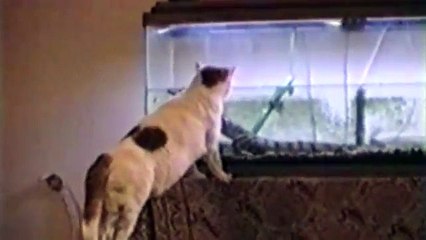 Les chats ont un vilain défaut : la curiosité