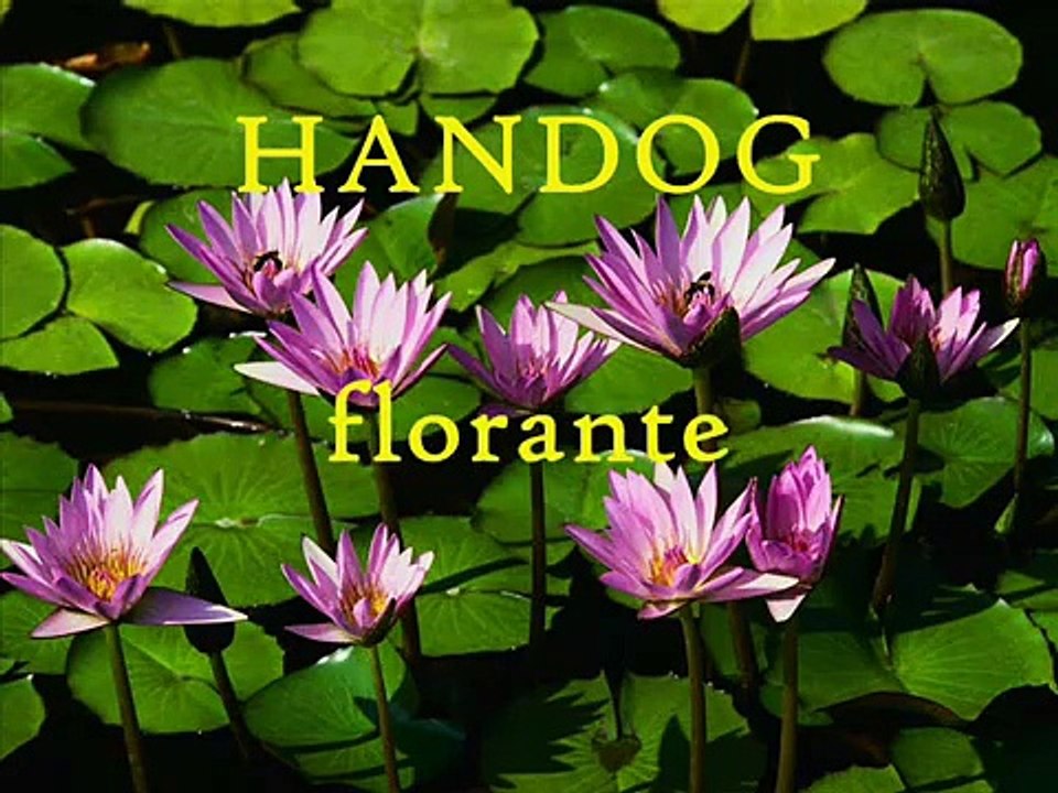 HAndog - florante
