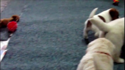 Costa Artabra. Camadas de Golden Retriever y Jack Russell. 37 días