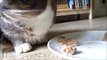 sprechende katzen tiere lustige reden beim Essen Katzenfutter