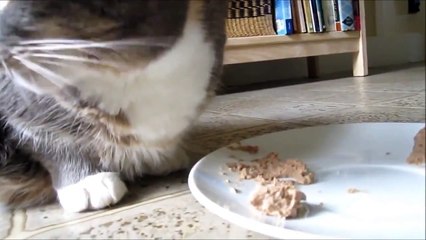 sprechende katzen tiere lustige reden beim Essen Katzenfutter