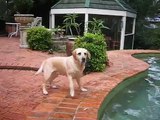 Baillee the Labrador fetching the ball in our pool