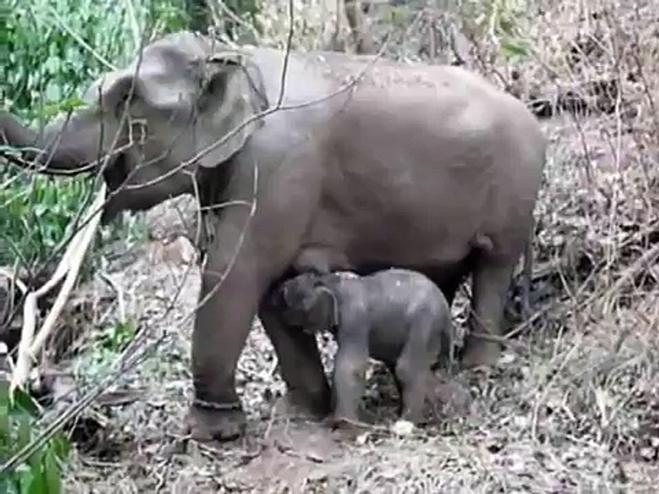 new born elephant